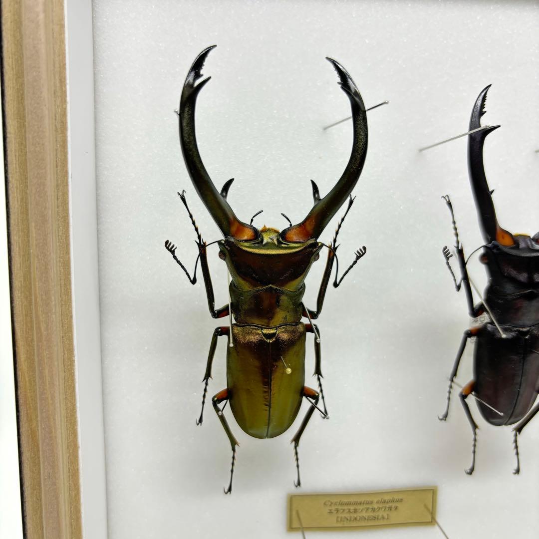 標本 エラフスホソタカクワガタ ドイツ箱