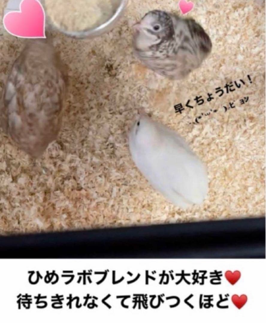 ひめうずら研究室 成鳥用配合飼料 4kg 鳥 餌 ヒメウズラ