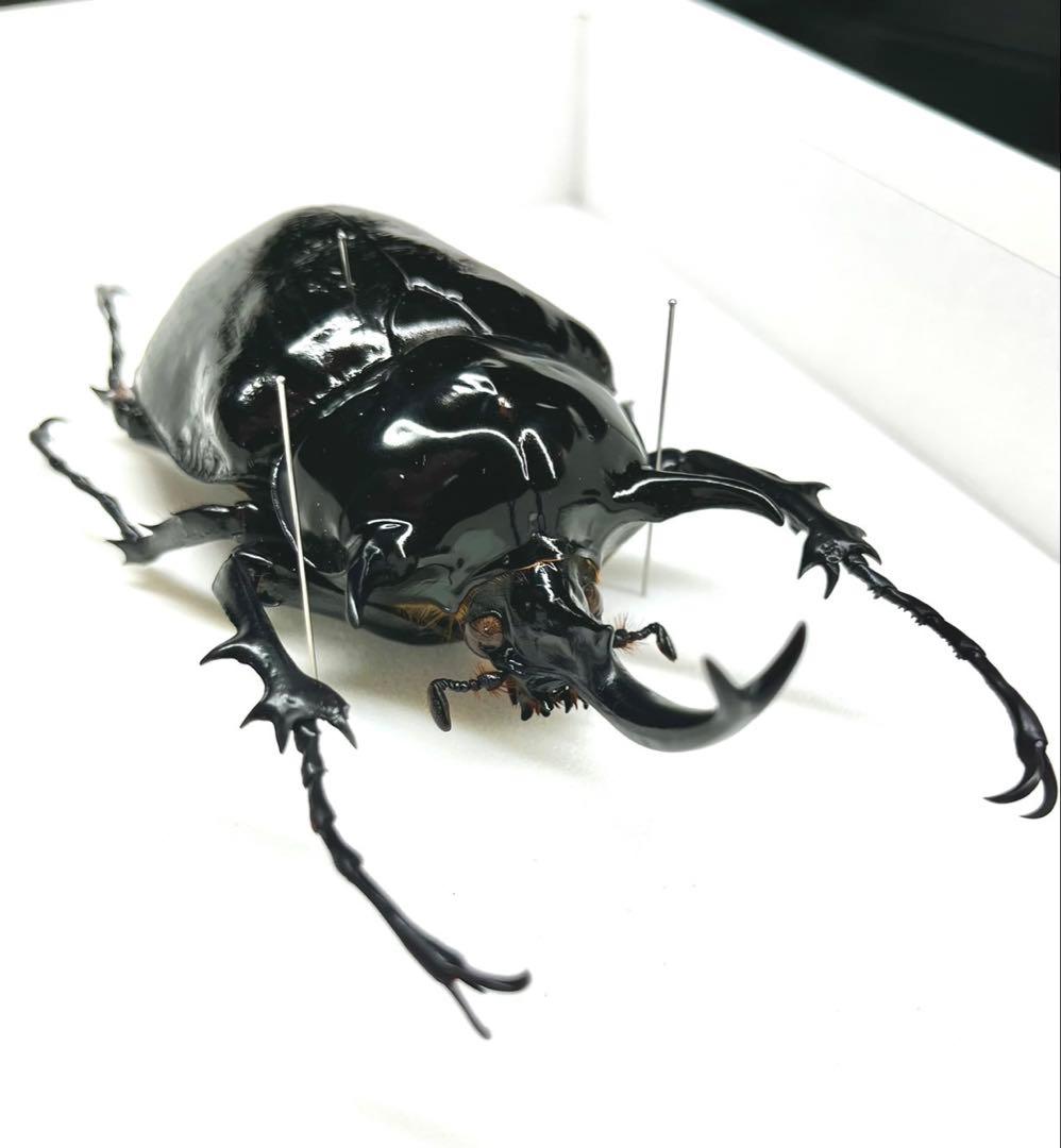 マルスゾウカブト　111mm 標本