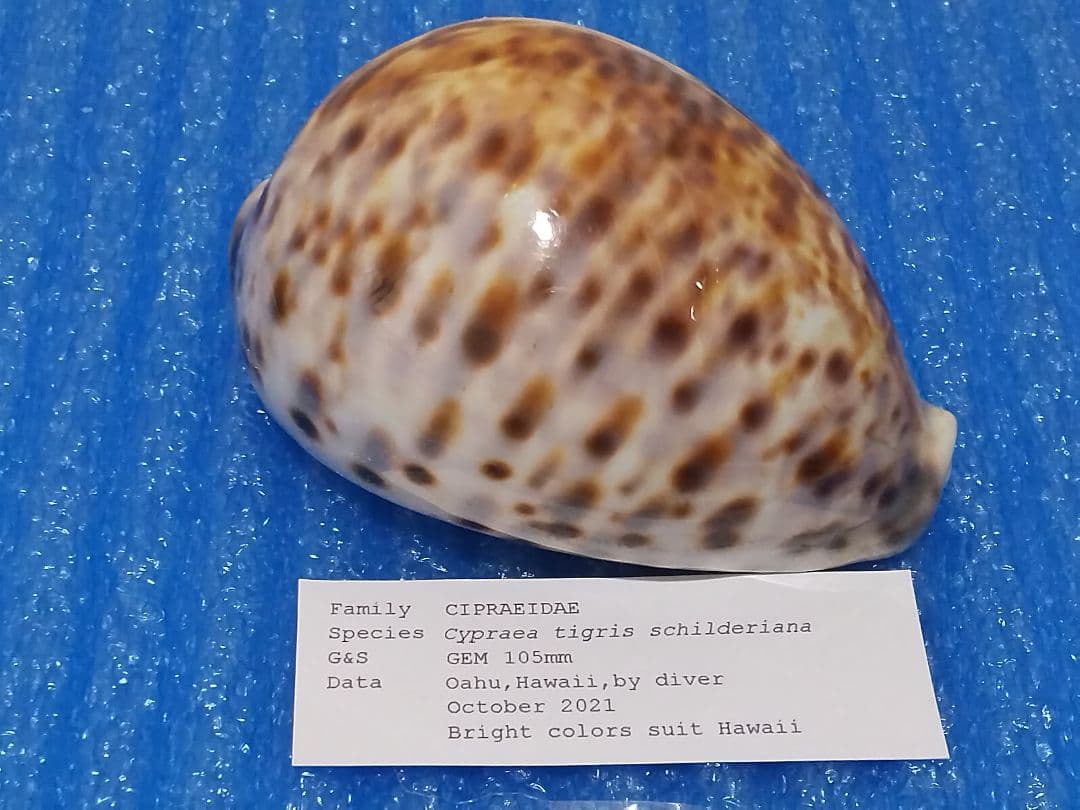 貝殻 105mm ハワイホシダカラ タカラガイ科