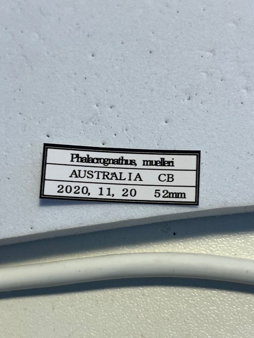 【標本】ニジイロクワガタ オウゴンオニクワガタ ピカール血統 ブルー系統