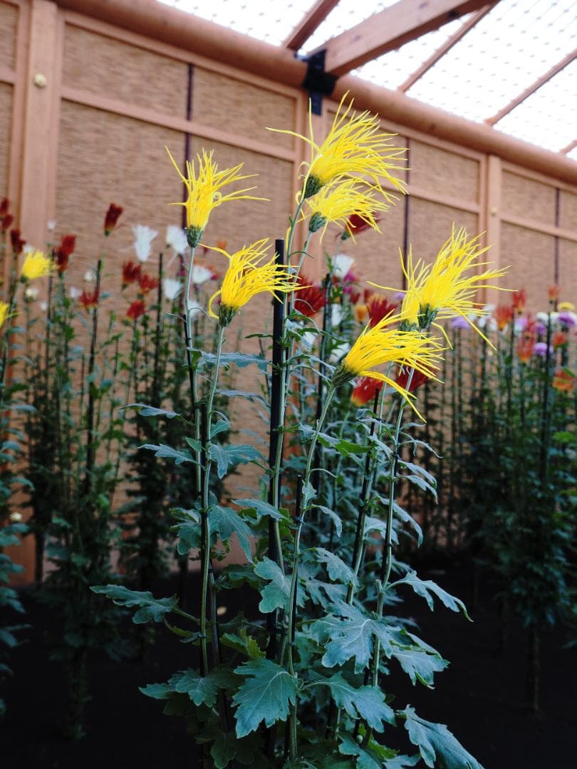 M.ZUIKO DIGITAL ED 9-18mm F4.0-5.6 作例あり