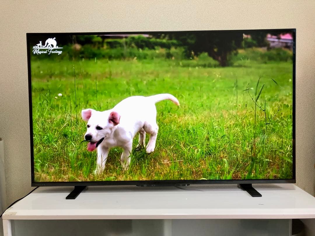 TOSHIBA 43V型 液晶テレビ REGZA 43M550L2024年製