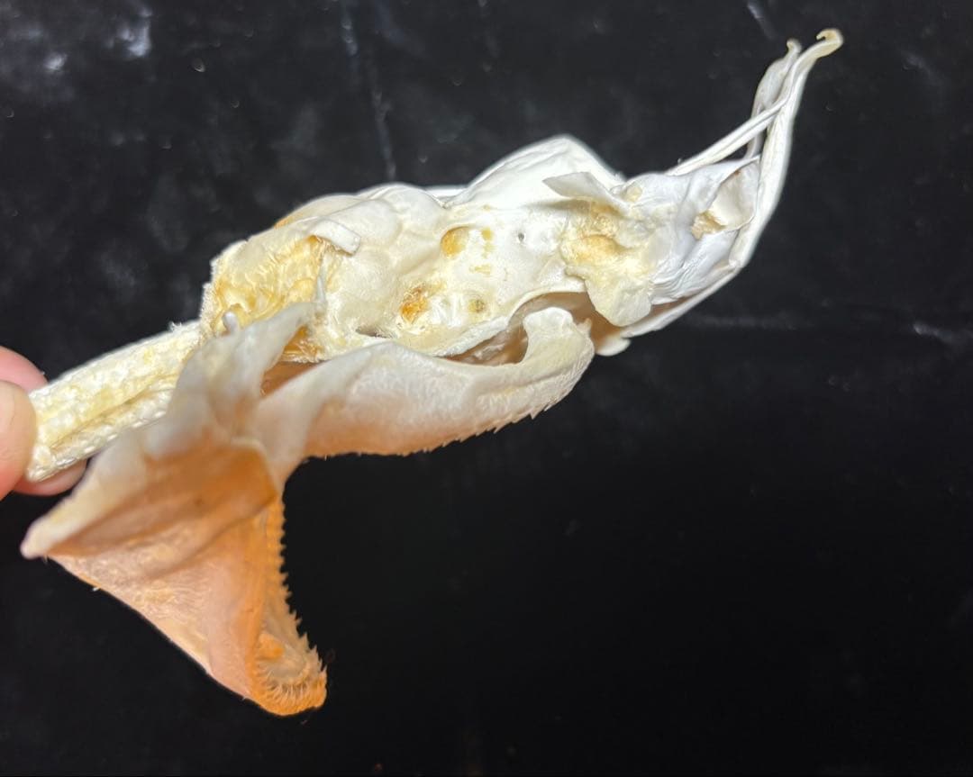 ハナザメ頭骨標本/学術標本やインテリア、理科教材、骨格標本のコレクション