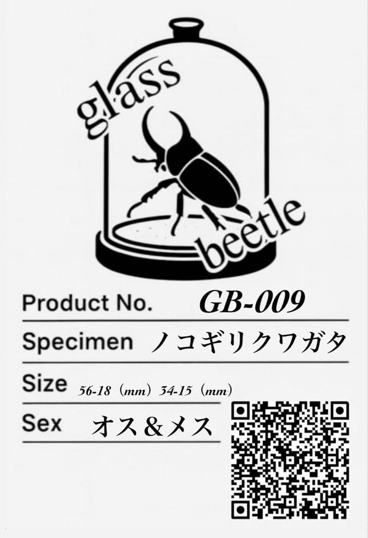【Glass Beetle｜ノコギリクワガタ飛翔＆固定標本 ペアGB-009】