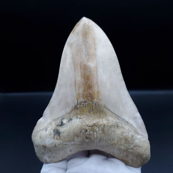 極上 メガロドン 歯 化石 本物 インドネシア産 144.31mm mg1