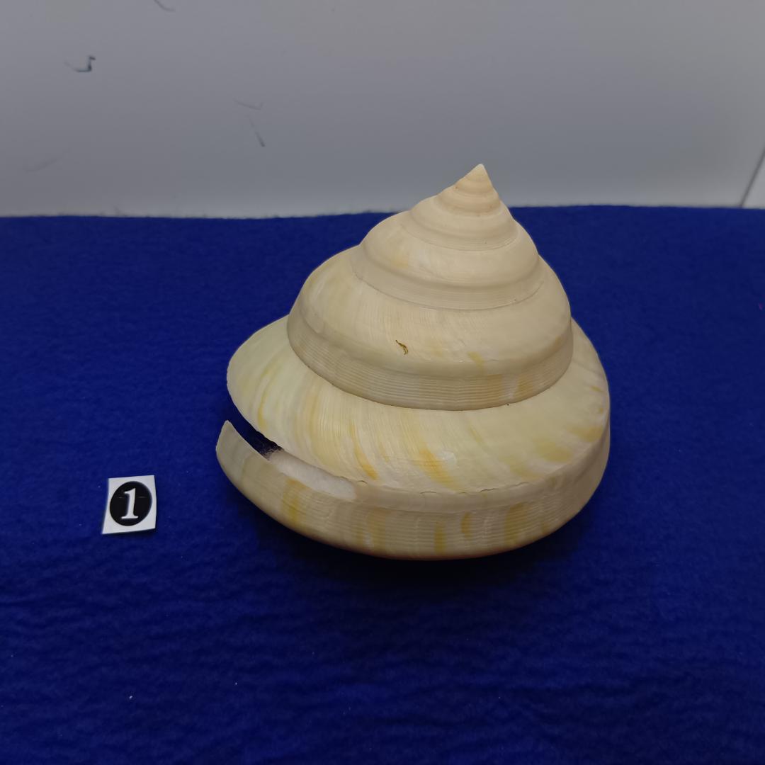 ❶-1貝標本ミナミノオキナエビス（蓋付）