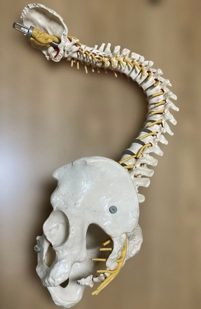 ドイツソムソ社製の脊椎（脊柱）骨格模型　日本カイロプラクティック連合会推奨