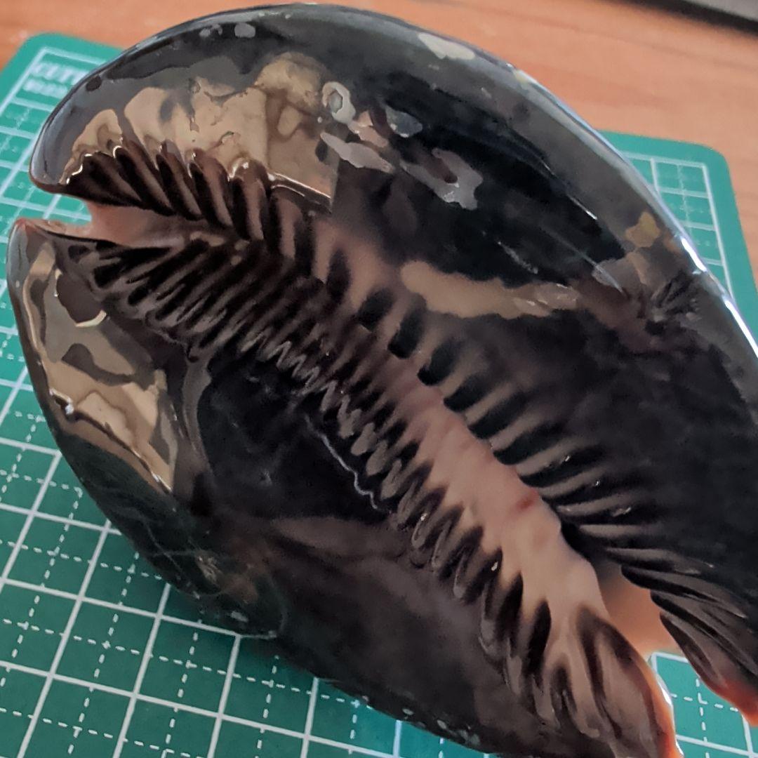 ハチジョウダカラ　９