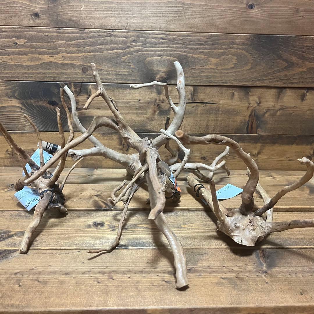 【厳選流木】　ADA社　ブランチウッド4本　2025年カレンダーおまけ付き