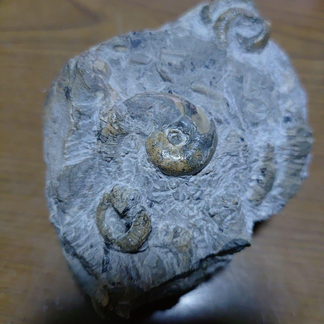 北海道アンモナイト 異常巻きムラモトセラス等