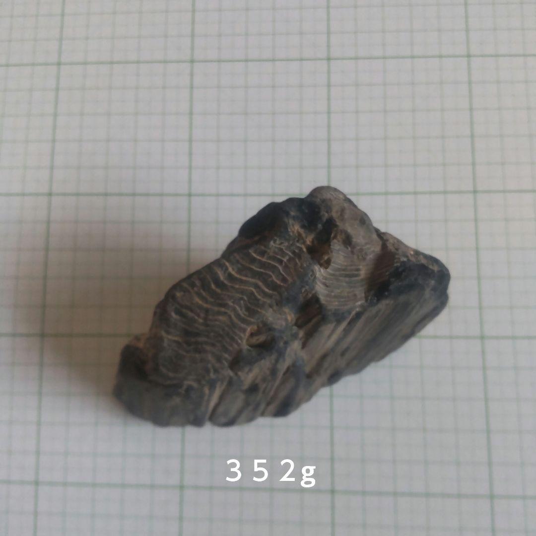 BM、珪化木セット