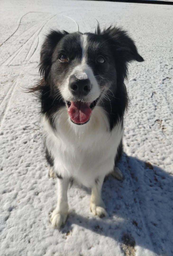 【室内のみ利用】<解体洗浄済>リッチェル 木製ペットサークル／ダークブラウン