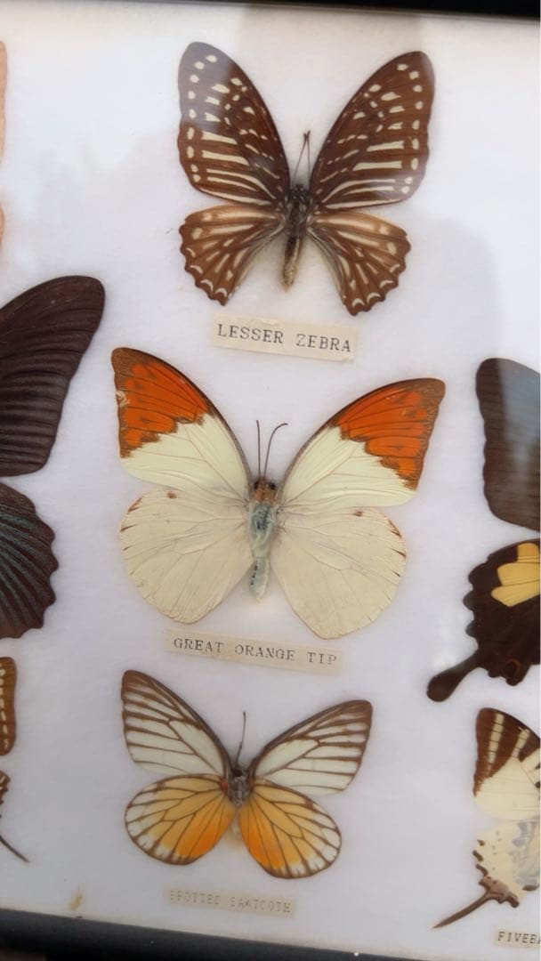 蝶の標本コレクション（フレーム付き）