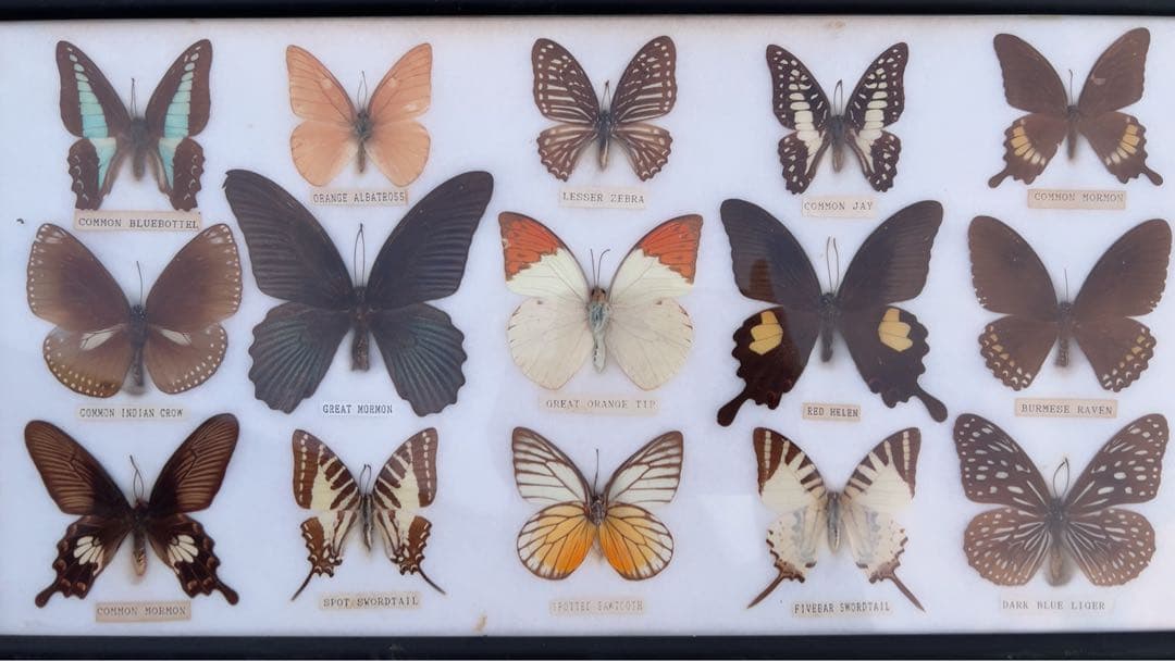 蝶の標本コレクション（フレーム付き）