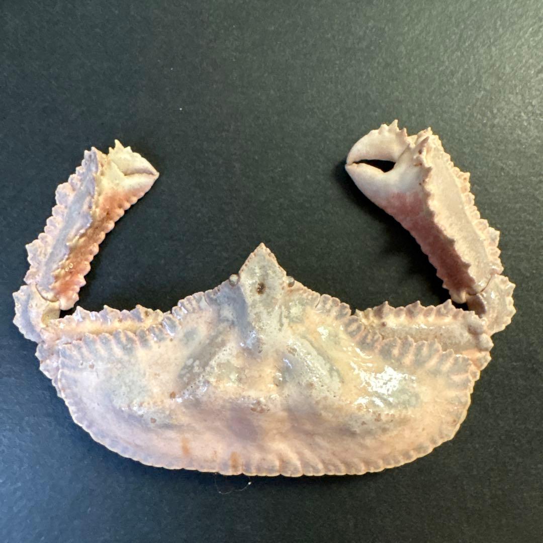 希少生物！？　蟹　カニ　剥製　標本　カワリヒシガニ　ヒシガニ系　甲殻類　自然