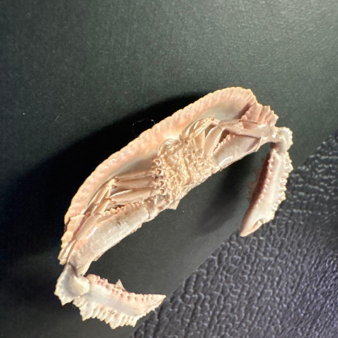 希少生物！？　蟹　カニ　剥製　標本　カワリヒシガニ　ヒシガニ系　甲殻類　自然