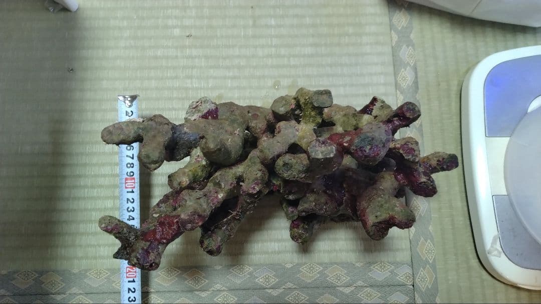 ライブロック　枝塊