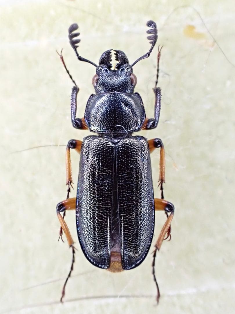 島根県 隠岐島 島前のニシコルリクワガタ