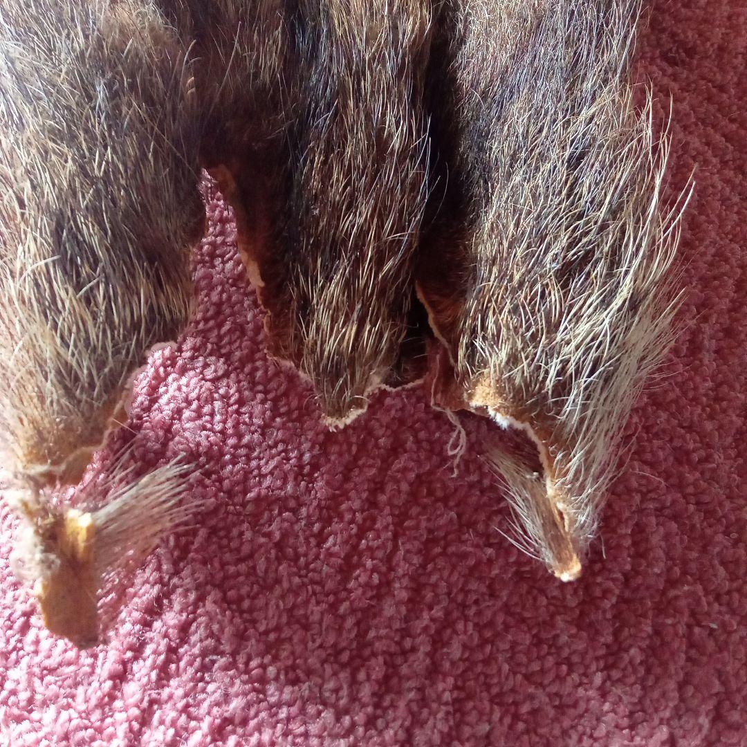 イノシシの毛皮