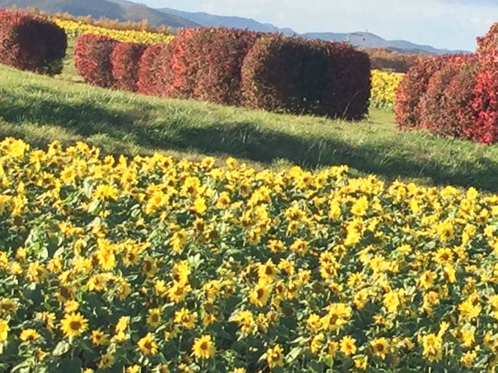 メロ✩°。⋆ぽよ専用