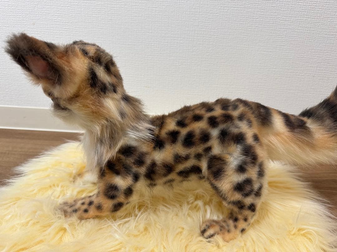 海外作家様　アートドール　ヒョウ