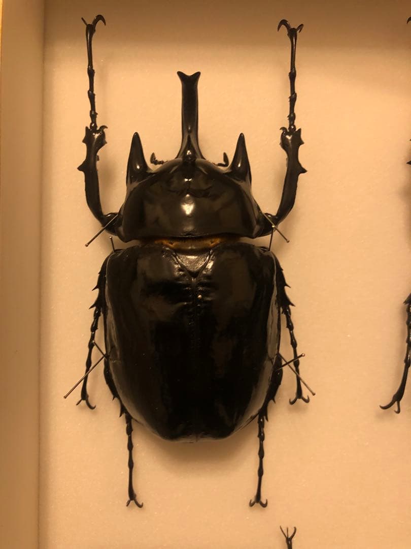 ラミレスゾウカブトペア　ペルー産WF3 標本