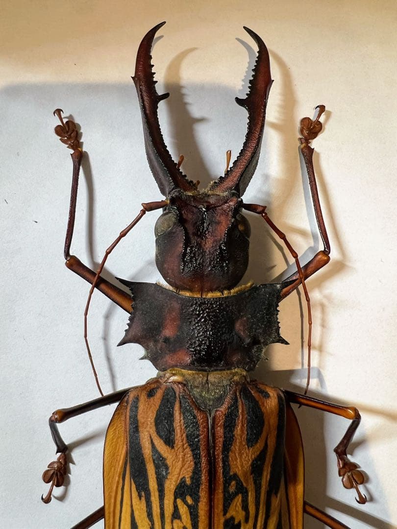 ペルー　オオキバウスバカミキリA-標本　162mm弱
