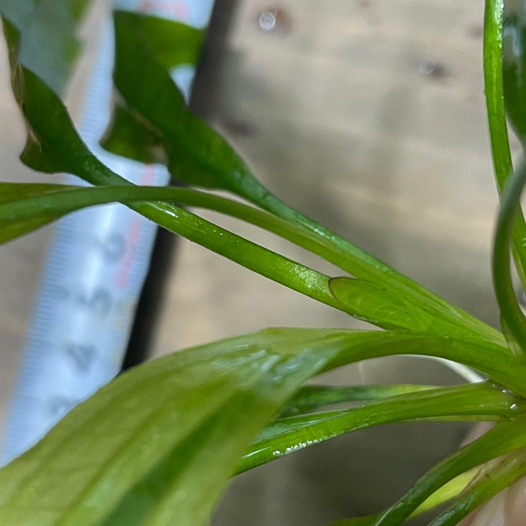 ニコ　E.ホレマニーヴェルデ1株と座標軸1株のセット