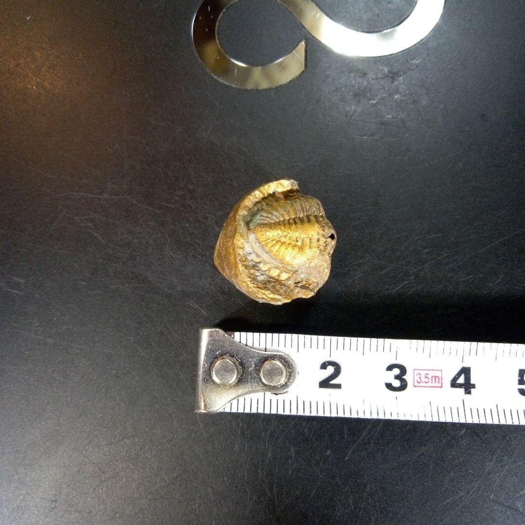 三葉虫　化石　fossil　ボリビア産　trilobite　南アメリカ化石郡①