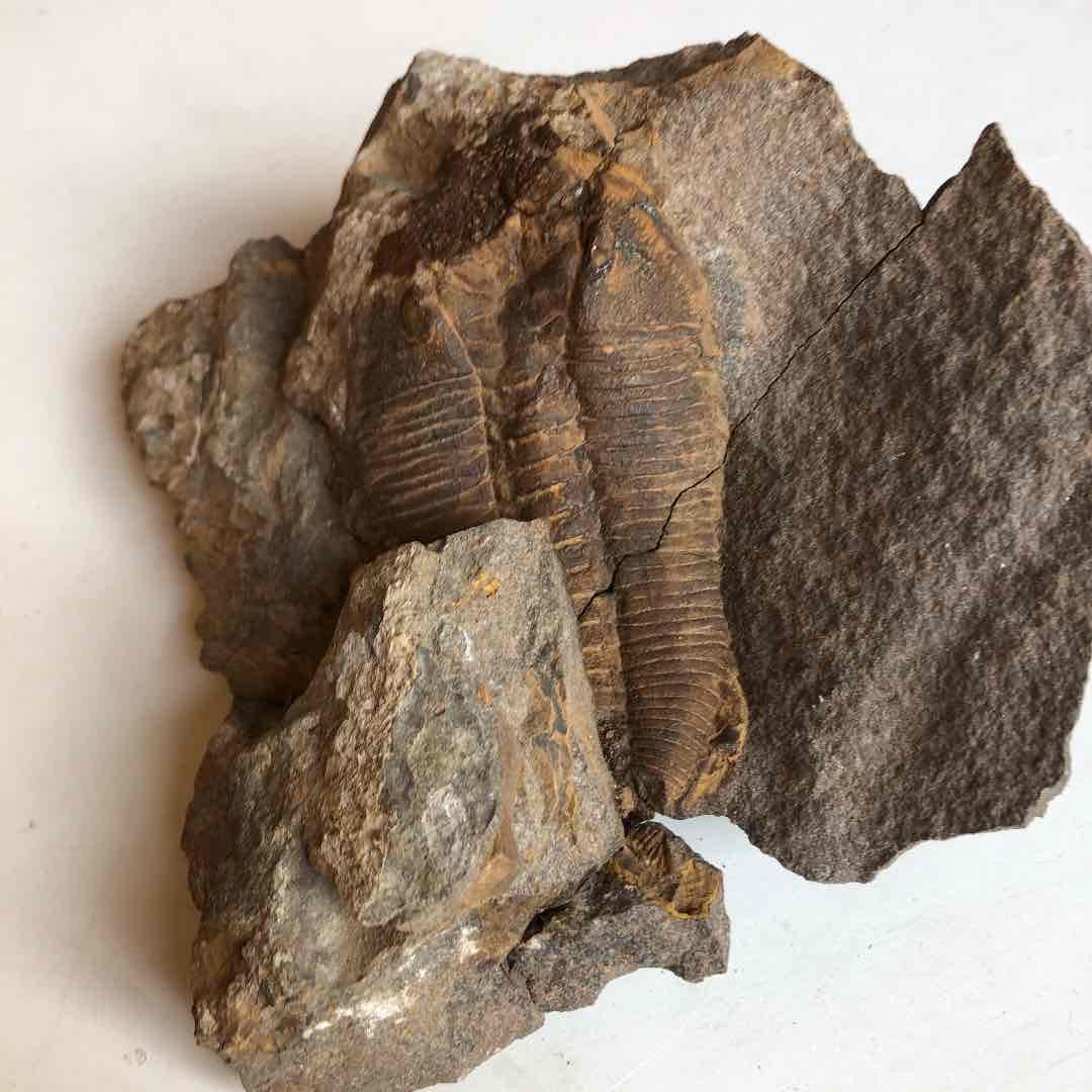 超貴重品　モロッコ砂漠で採取　現在輸出禁止です。