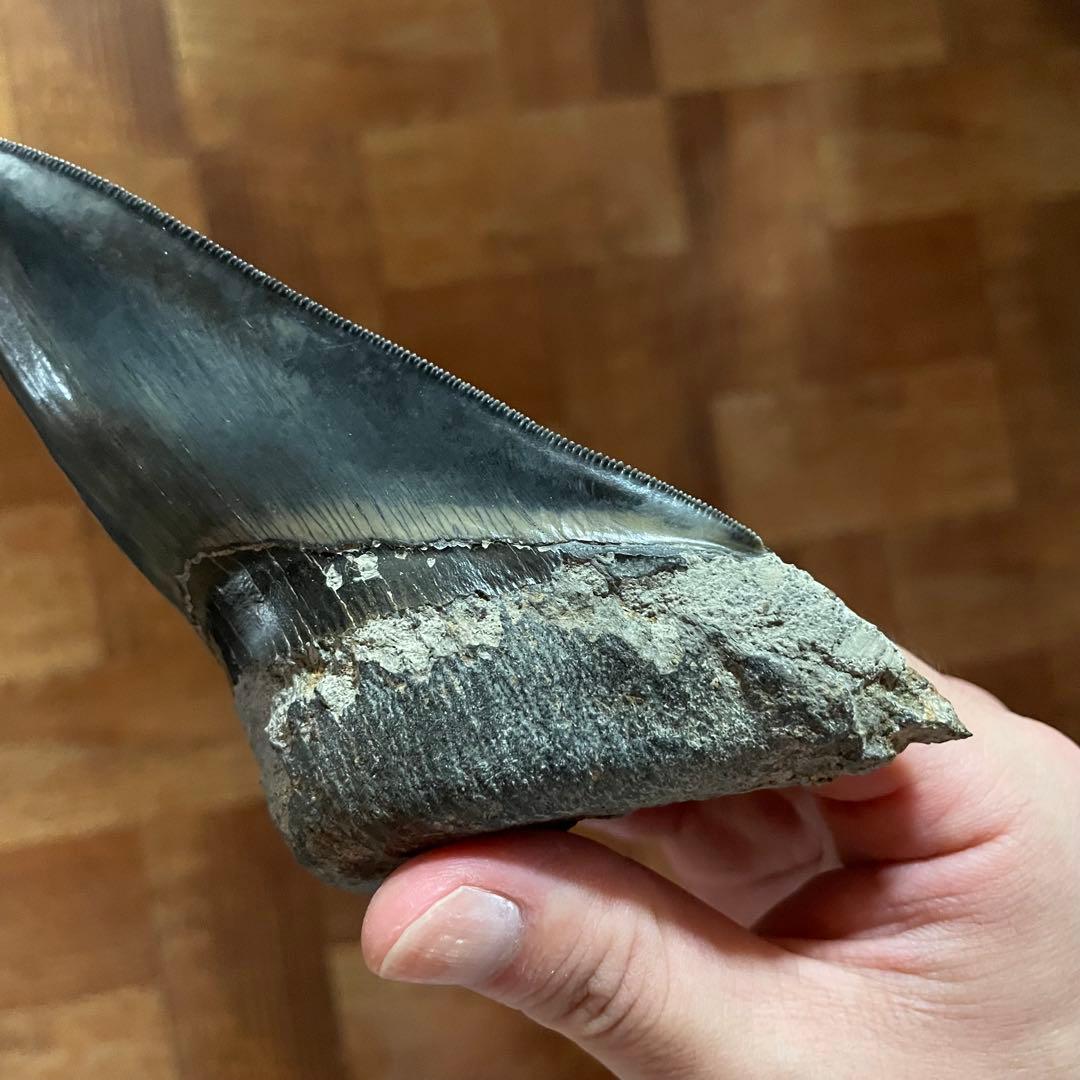 メガロドンの歯 化石 ジェムグレード 超希少カラー パワーストーン 鉱物 宝石