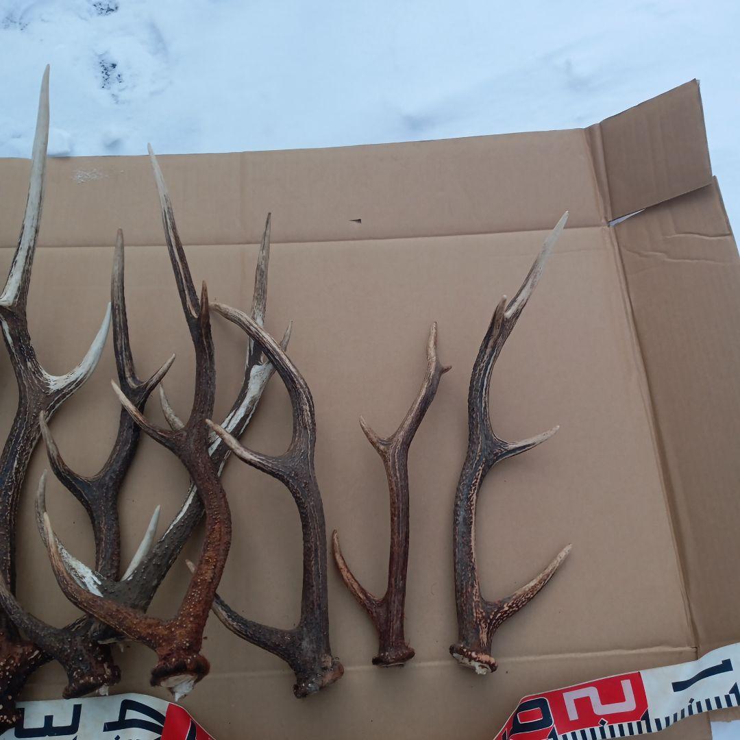 天然素材、蝦夷鹿の角 犬のおもちゃ、工芸品などに　3番