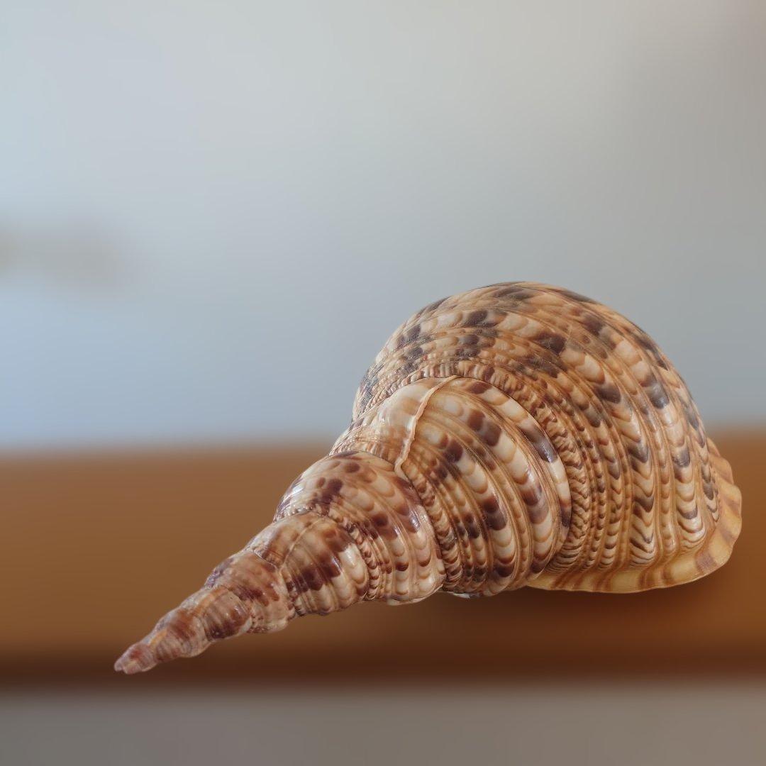法螺貝 天然 笛 置物 ホラ貝 楽器 ほら貝