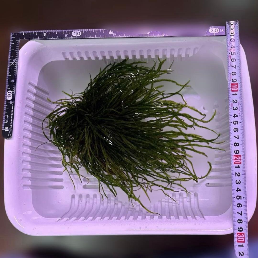 ミクロソリウムsp.本ナロー タイ産　溶岩石付き