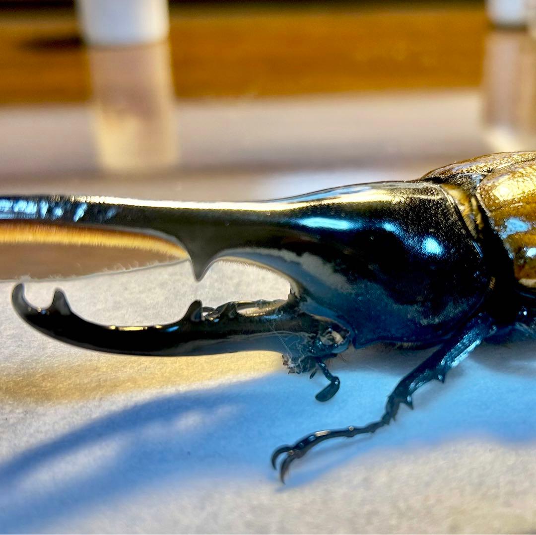 ⭐️⭐️ヘラクレス２亜種♂標本⭐️⭐️