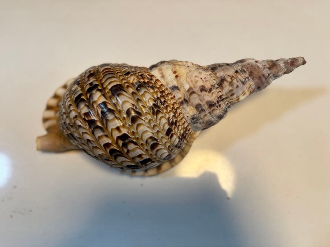 法螺貝　ホラ貝