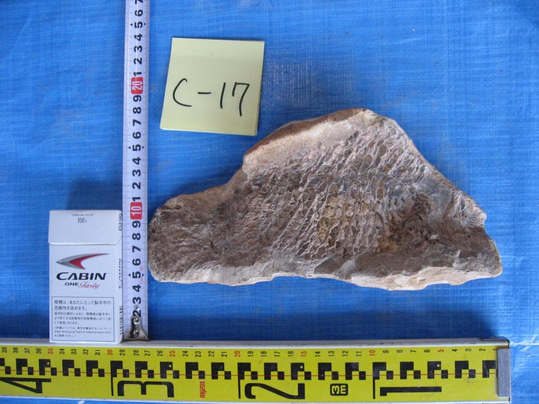 化石　C-40　C-30　C-17