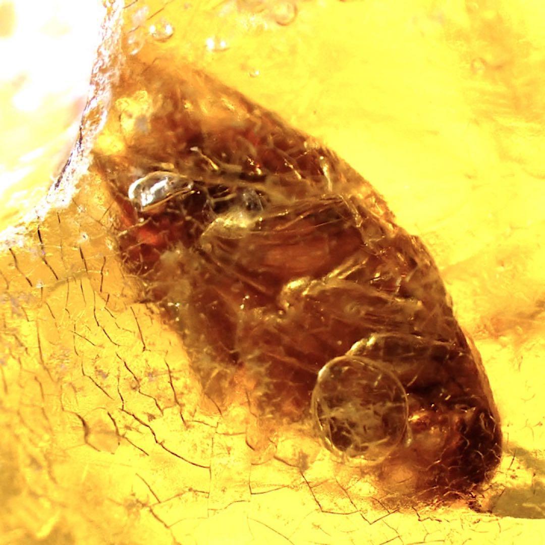 【オーストラリア産】ゴキブリ入り！天然琥珀(アンバー)