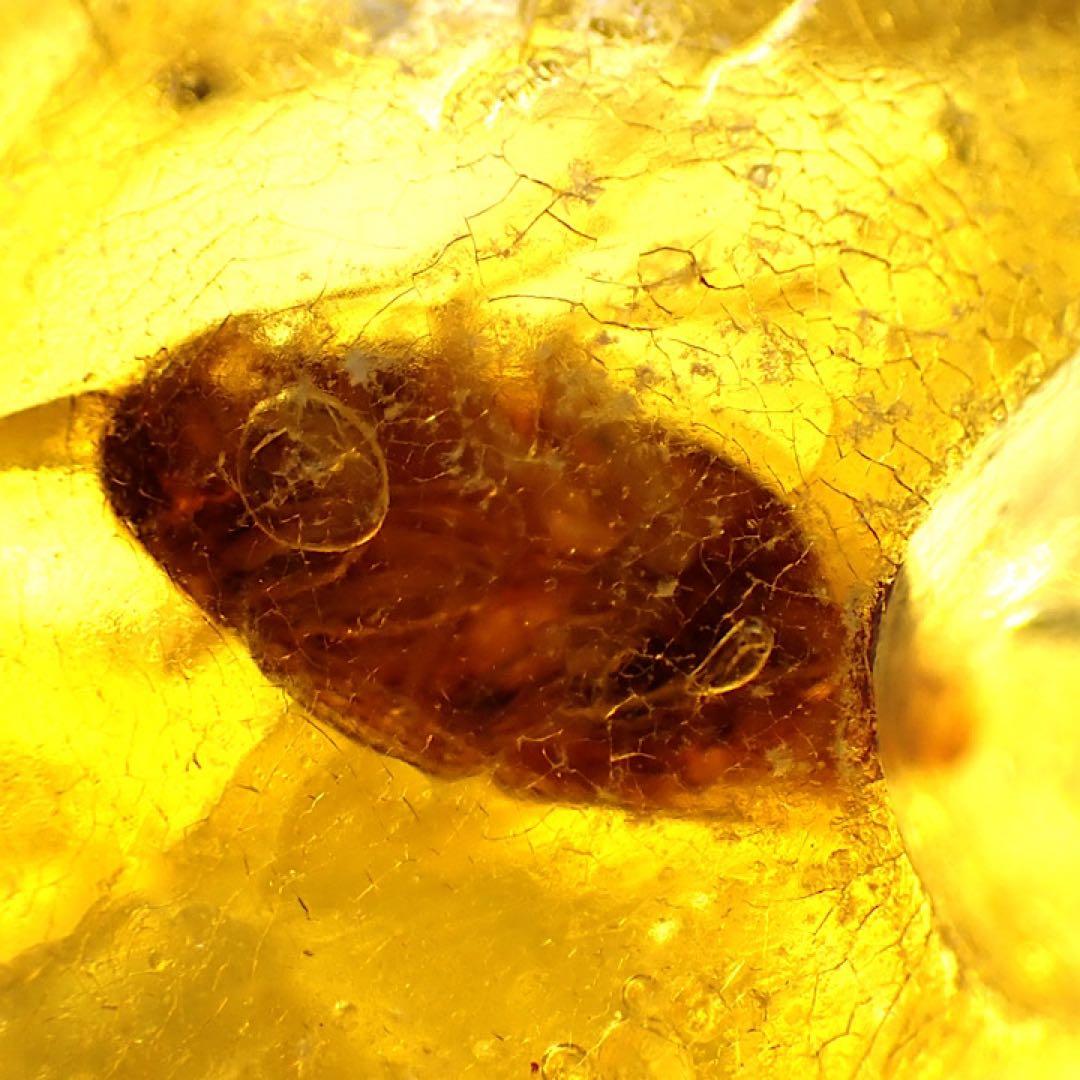 【オーストラリア産】ゴキブリ入り！天然琥珀(アンバー)
