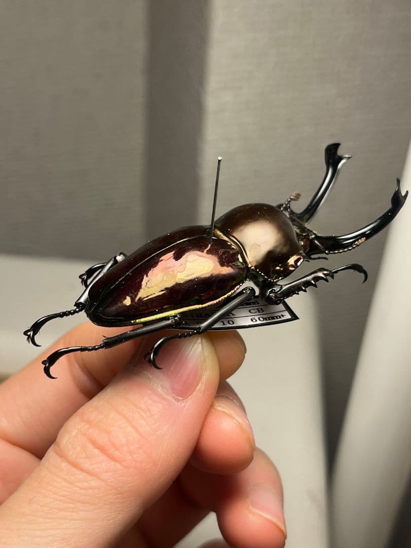 【標本】ニジイロクワガタ オウゴンオニクワガタ ピカール血統 レッドピカール