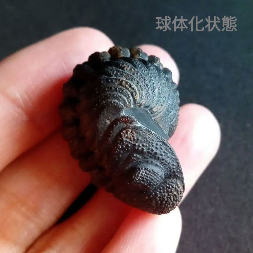 化石　標本　三葉虫　モロコプス　torkozensis