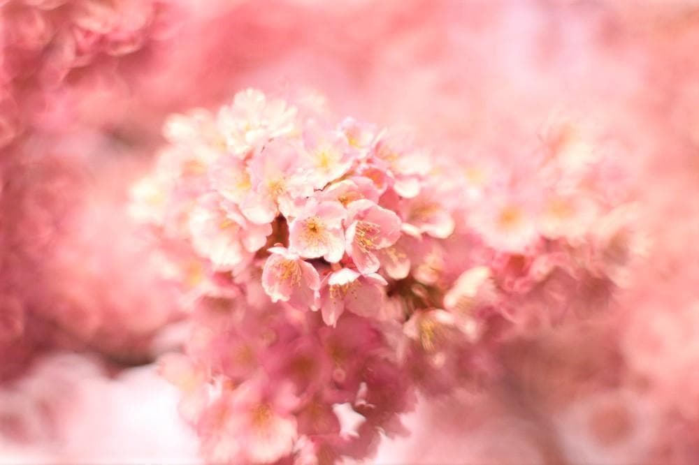 PENTAX SMC Takumar 55mm F1.8 宝石レンズ リングボケ