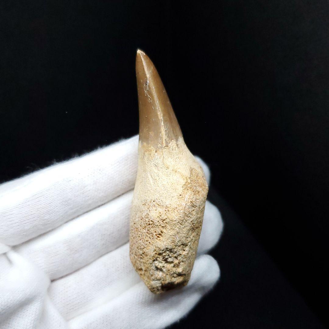 歯根付き モササウルス 化石 歯 本物 モロッコ産 68.94mm mos88