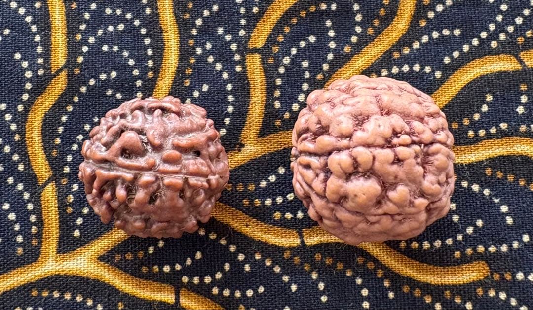 ねこのつかい ルドラクシャマーラー　トップガウリシャンカール