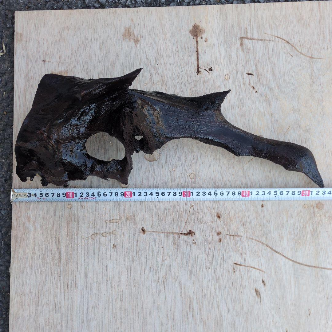 沈水済み中型天然木流木