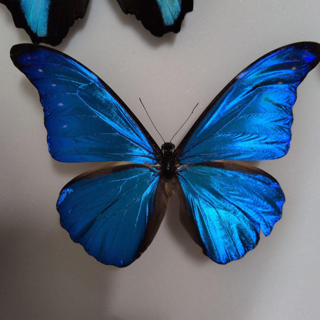 蝶標本 昆虫標本 外国産蝶標本