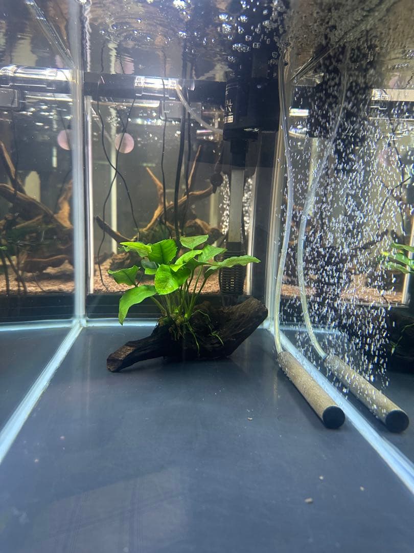 GEX 60センチ水槽セット