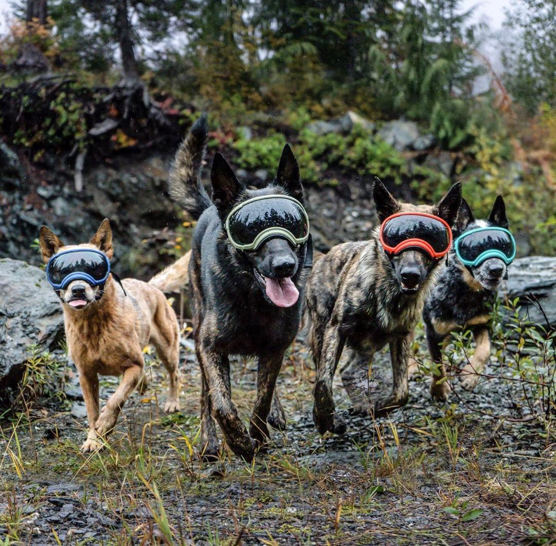 【犬用ゴーグル】REXSPECS （xs） ピンク