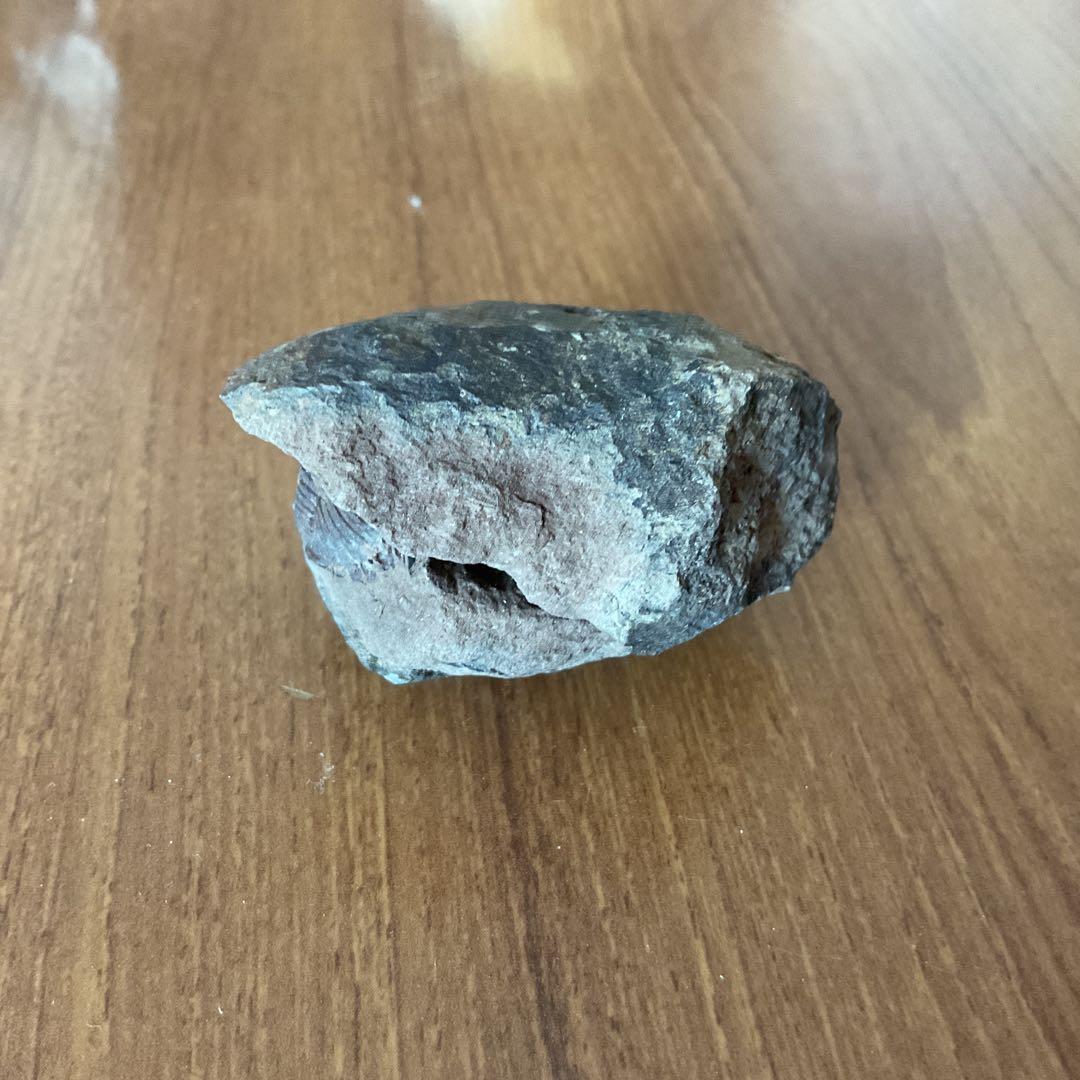 トリロバイト化石 約4cm x 3cm,南米からのお土産です